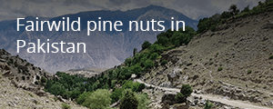 Read more about our story on FairWild pine nuts in Pakistan