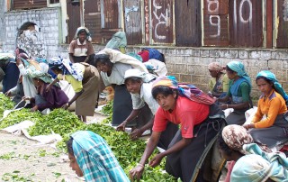 Sustainable tea production in Sri Lanka