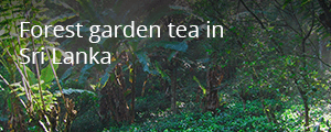 Read more about our story on Forest garden tea in Sri Lanka