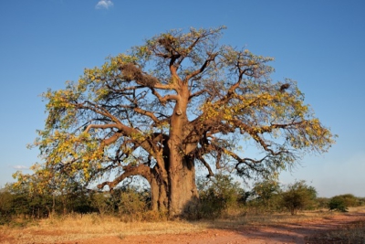 Baobab tree in South Africa