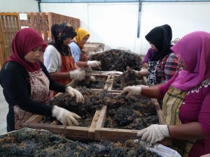 Visiting seaweed company as part of the new export development project in Indonesia
