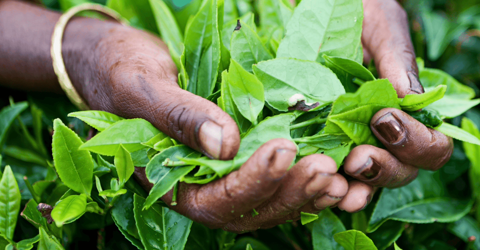 ProFound Enhancing Sustainable Sourcing