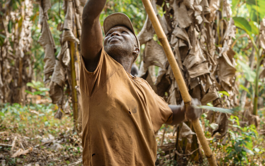 The Chocolate Upturn