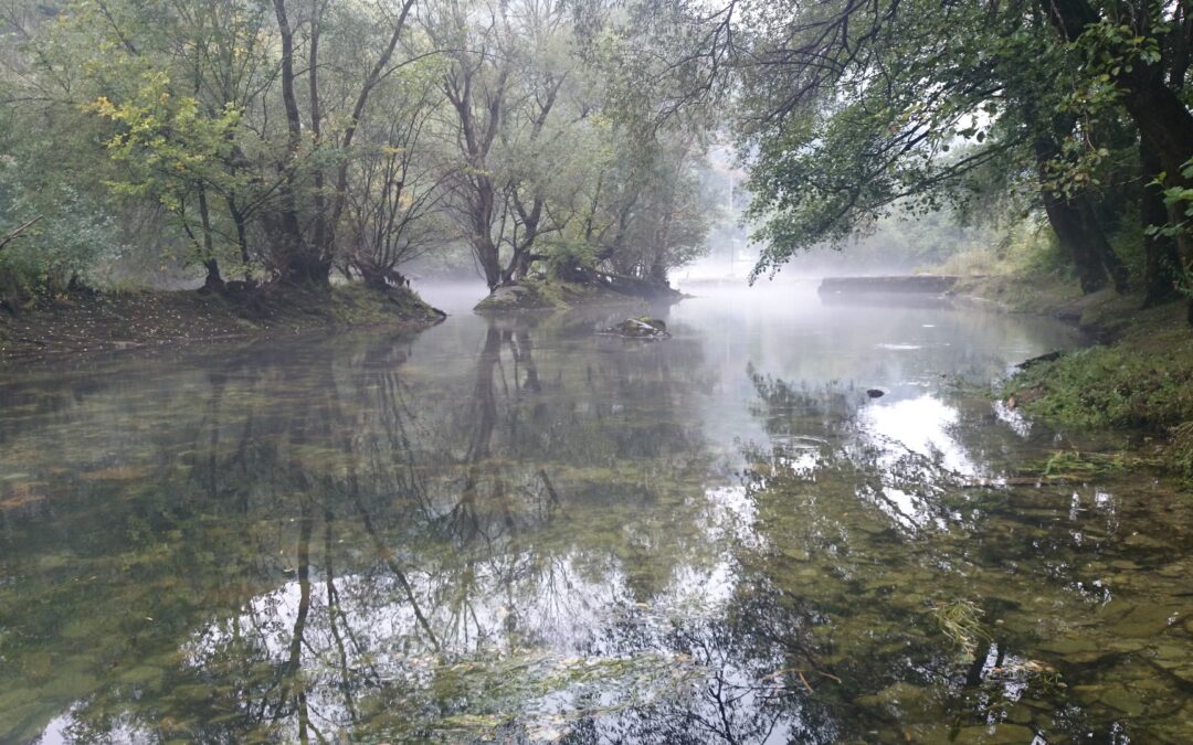 Non-Wood Forest Products sub-sector, within Food and Natural Ingredients sector, Kosovo