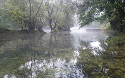 Non-Wood Forest Products sub-sector, within Food and Natural Ingredients sector, Kosovo
