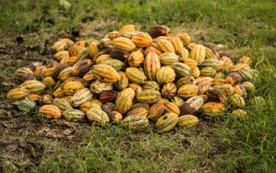 Climate Smart Cacao Value Chain in the Orinoquía Region—Increasing Cacao Knowledge