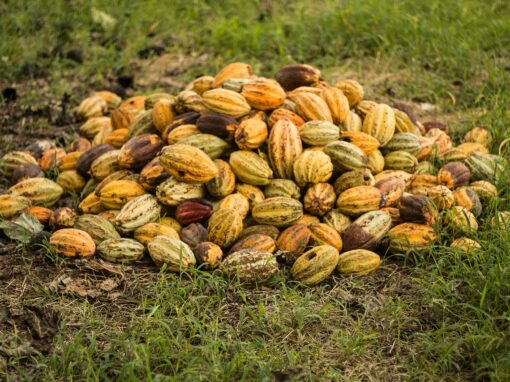 Climate Smart Cacao Value Chain in the Orinoquía Region—Increasing Cacao Knowledge