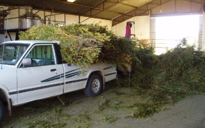 Benchmarking the MAP in Tunisa