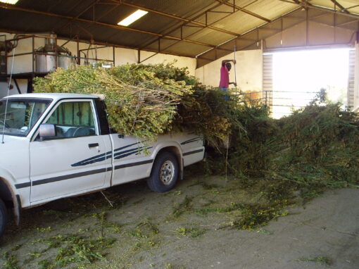 Benchmarking the MAP in Tunisa