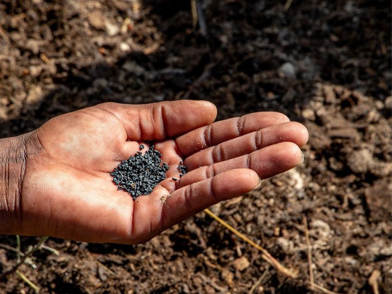 Cluster Support for the Agricultural and Food Industries in Ethiopia