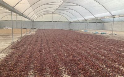 Sustainable Coffee in Huila