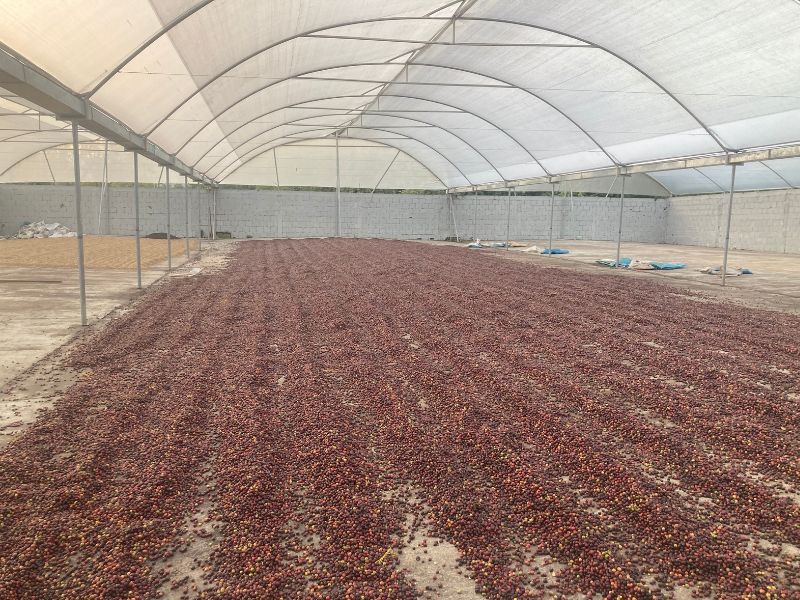 Sustainable Coffee in Huila