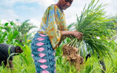 Support the Transition to a High-quality and Sustainable Ginger Sector in Nigeria
