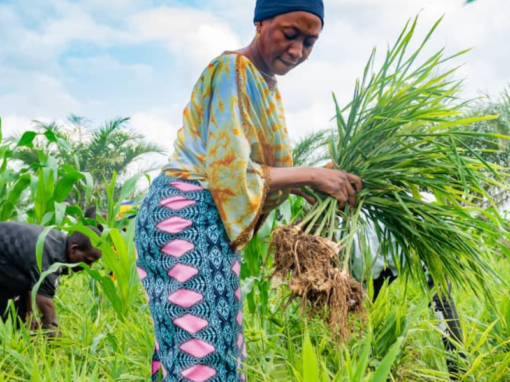 Support the Transition to a High-quality and Sustainable Ginger Sector in Nigeria​