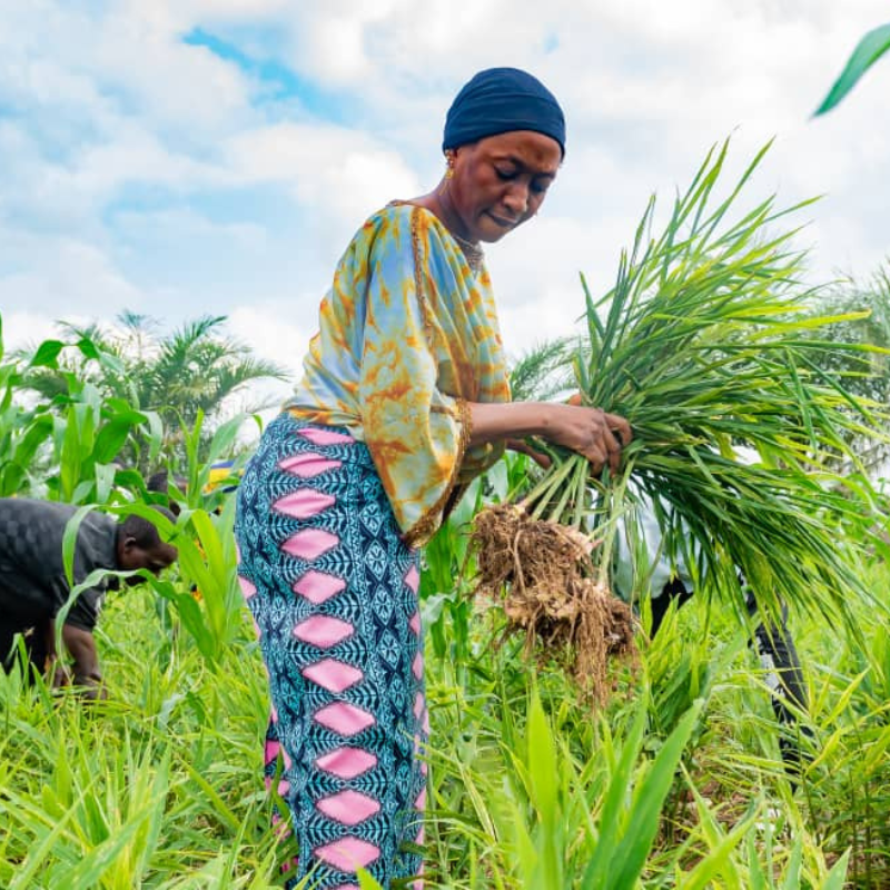 Support the Transition to a High-quality and Sustainable Ginger Sector in Nigeria​