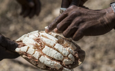 Natural Ingredients for Health and Cosmetics Products in South Africa