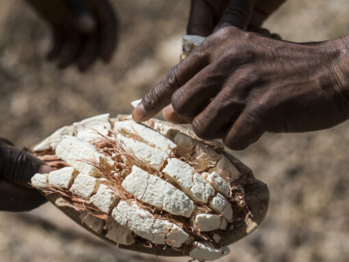 Natural Ingredients for Health and Cosmetics Products in South Africa