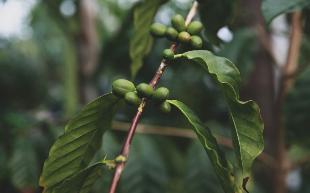 A Coffee Study in Huila, Colombia