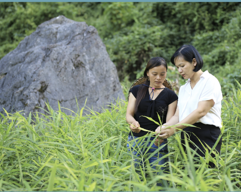 From Local, to Global: DACE, a BioTrade success.