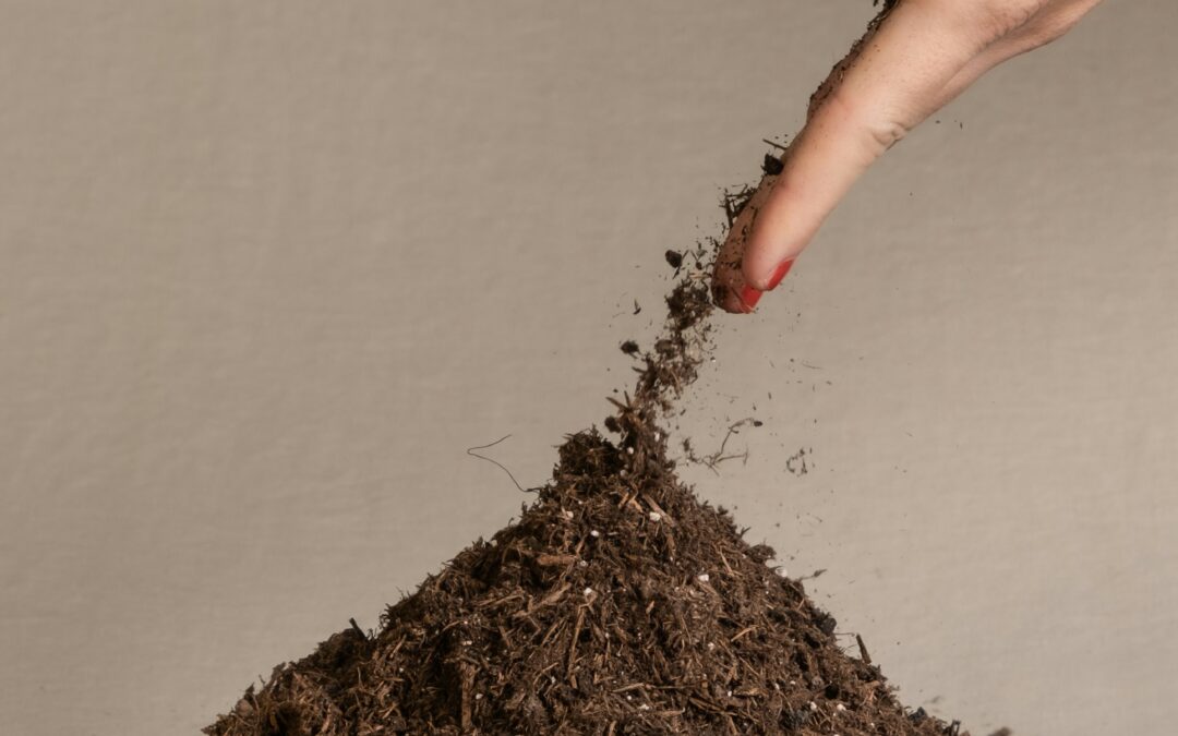 Uganda’s organic sector at scale: what NOGAMU signals to international sourcing teams