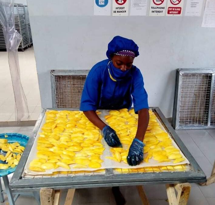 From harvest window to long-term supply: how Faso Global builds dried mango partnerships that last