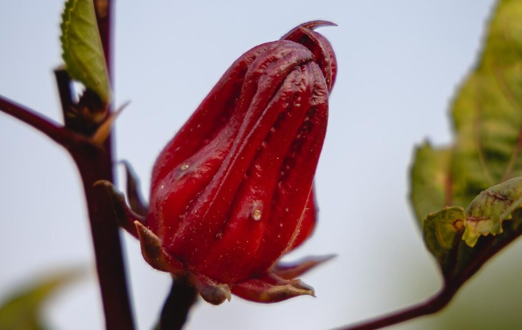 Hibiscus without surprises: how Comttraex is positioning Nigerian supply around EU compliance