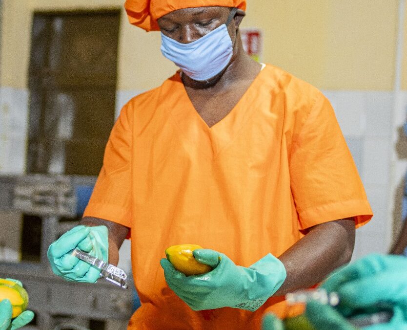 Rose Éclat and Burkina Faso’s “orange gold”: a buyer-facing story of organic dried mango, built on processing discipline